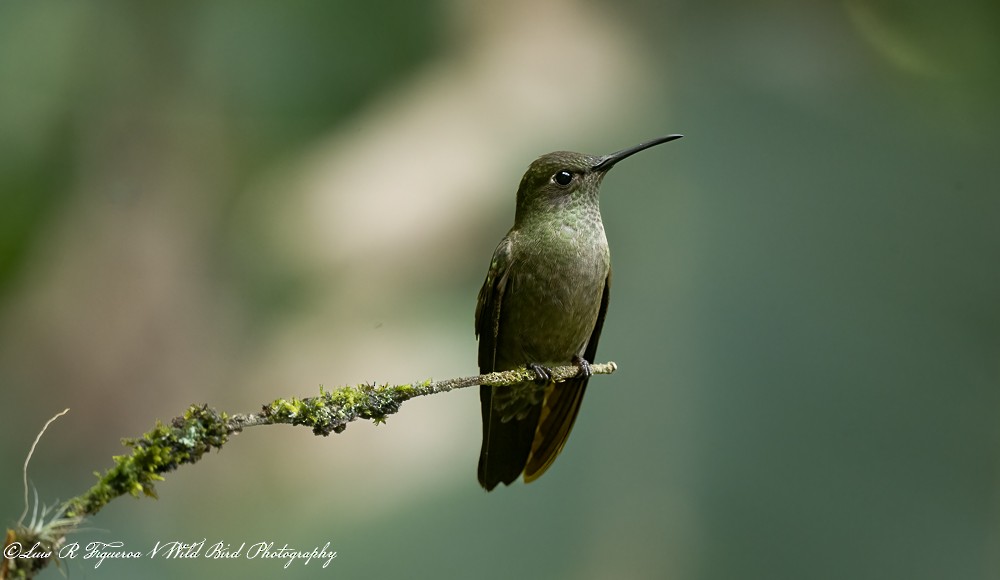 Erzkolibri - ML656332772