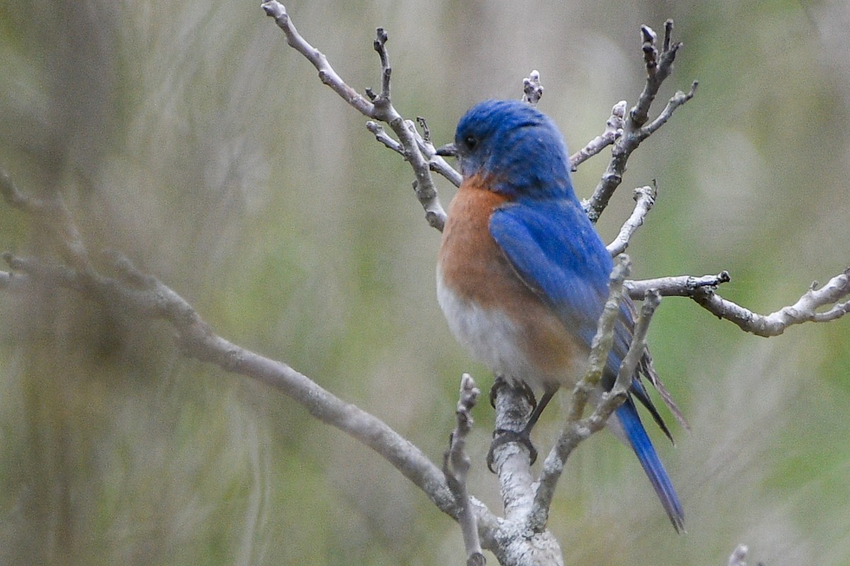Eastern Bluebird - ML656333348