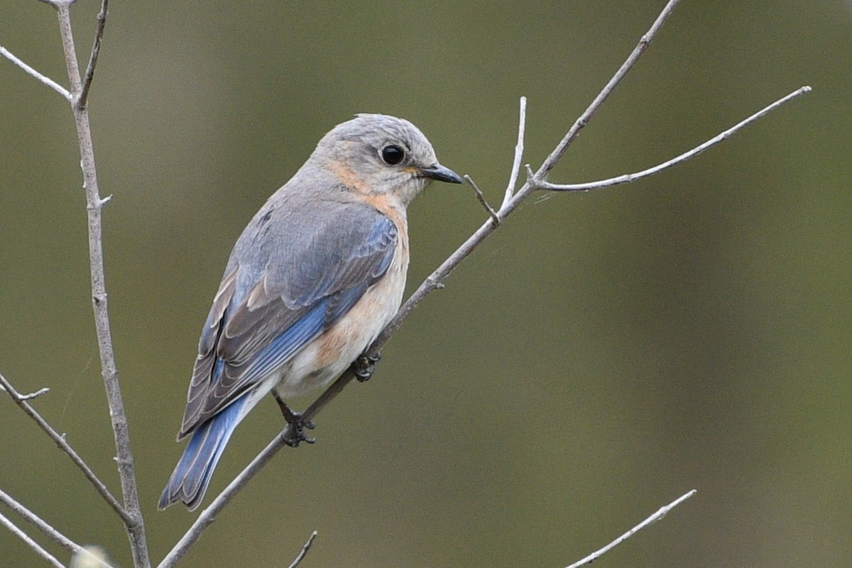 Eastern Bluebird - ML656333349