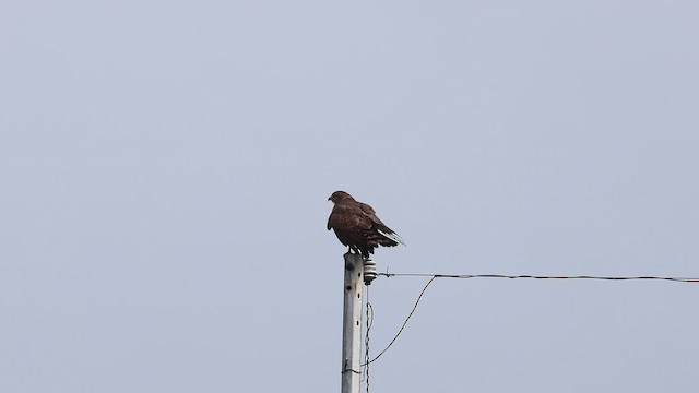 Gray-faced Buzzard - ML656333371