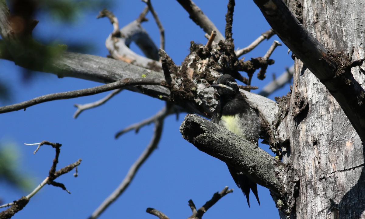 Williamson's Sapsucker - ML65633571