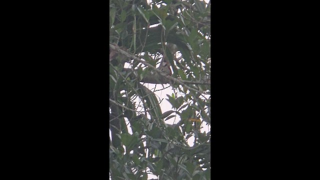 Red-whiskered Bulbul - ML656338452
