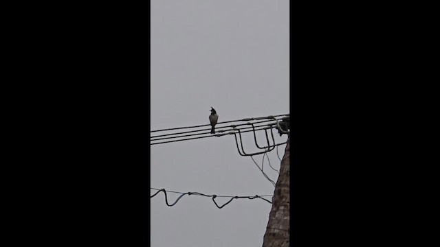 Red-whiskered Bulbul - ML656338453