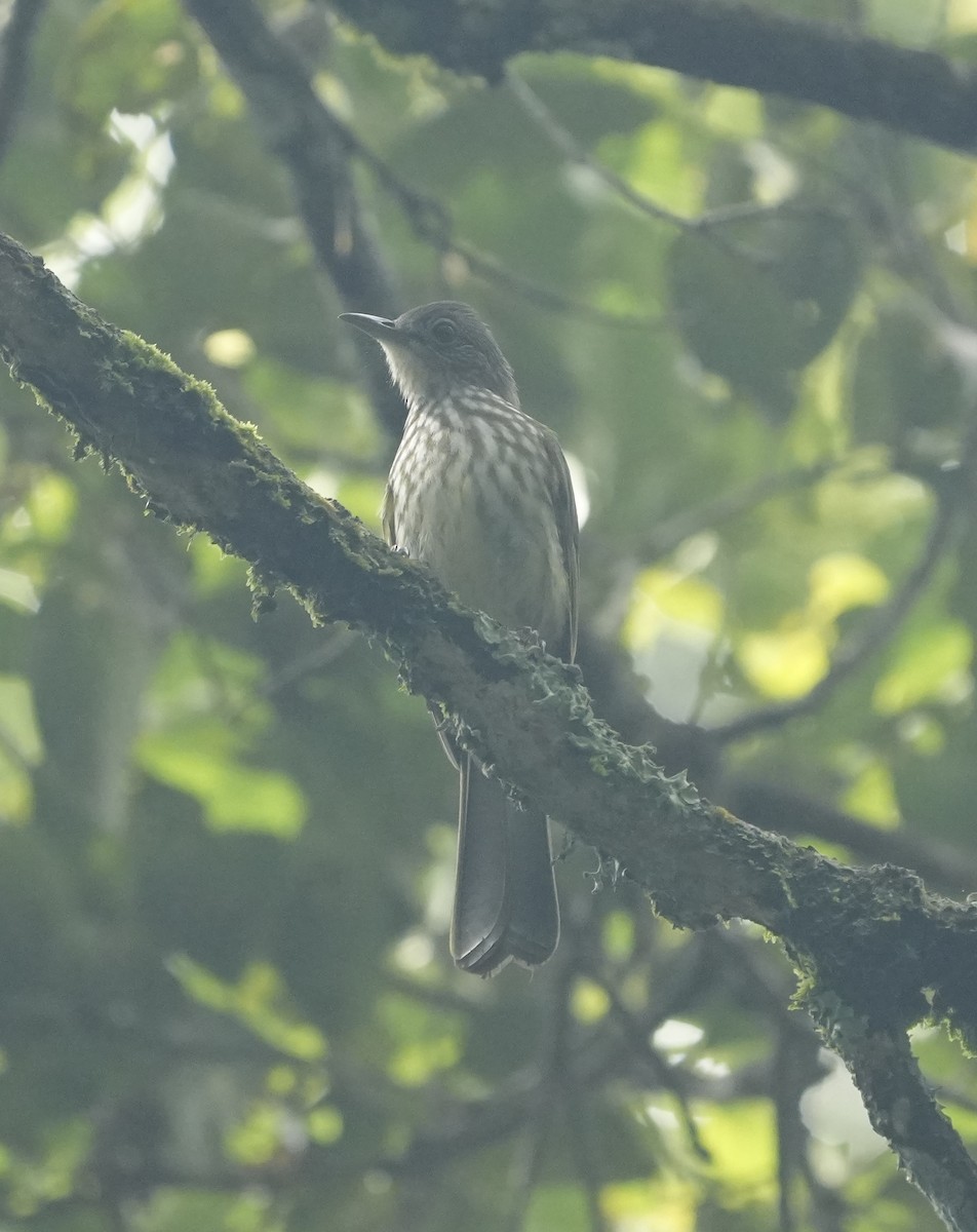 Javan Bulbul - ML656339667