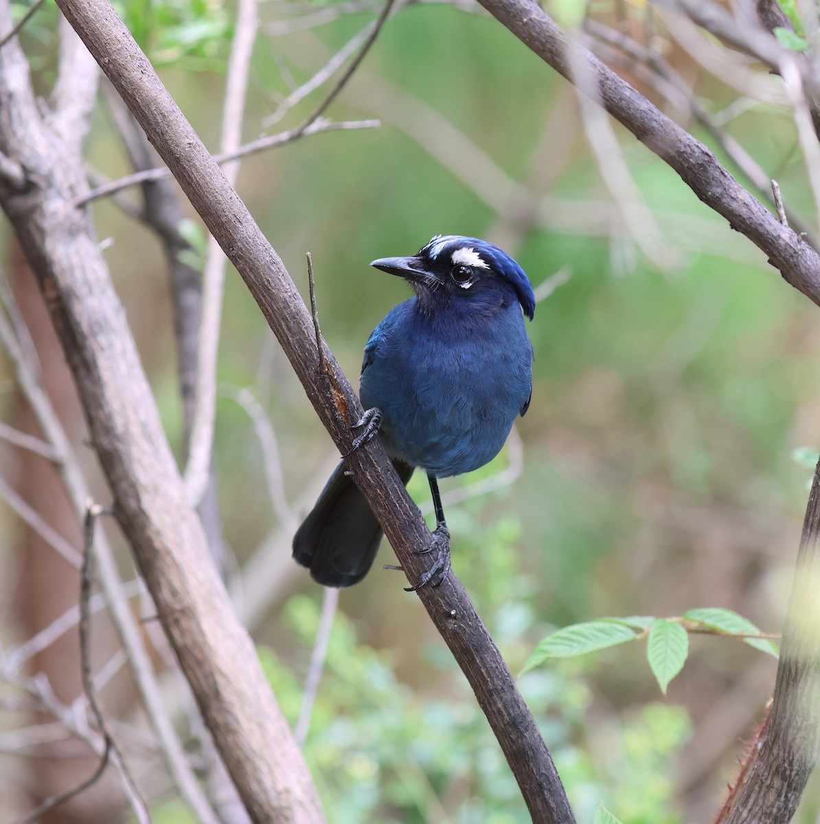 Steller's Jay - ML656340646