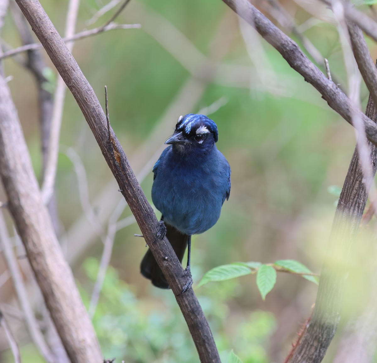 Steller's Jay - ML656340654