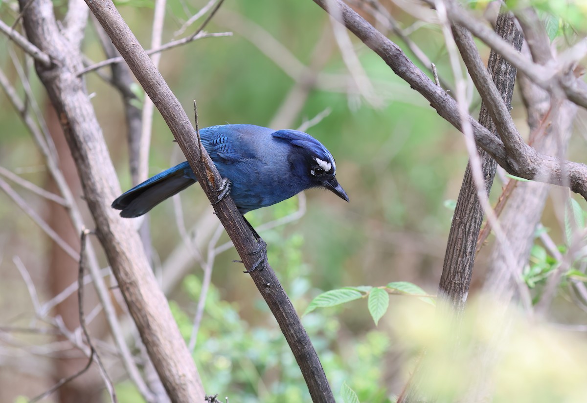 Steller's Jay - ML656340655