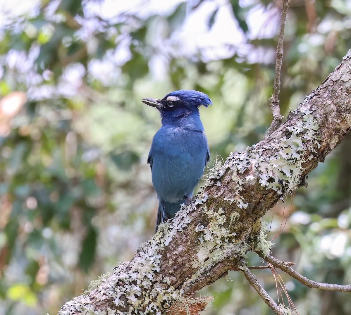 Steller's Jay - ML656340657