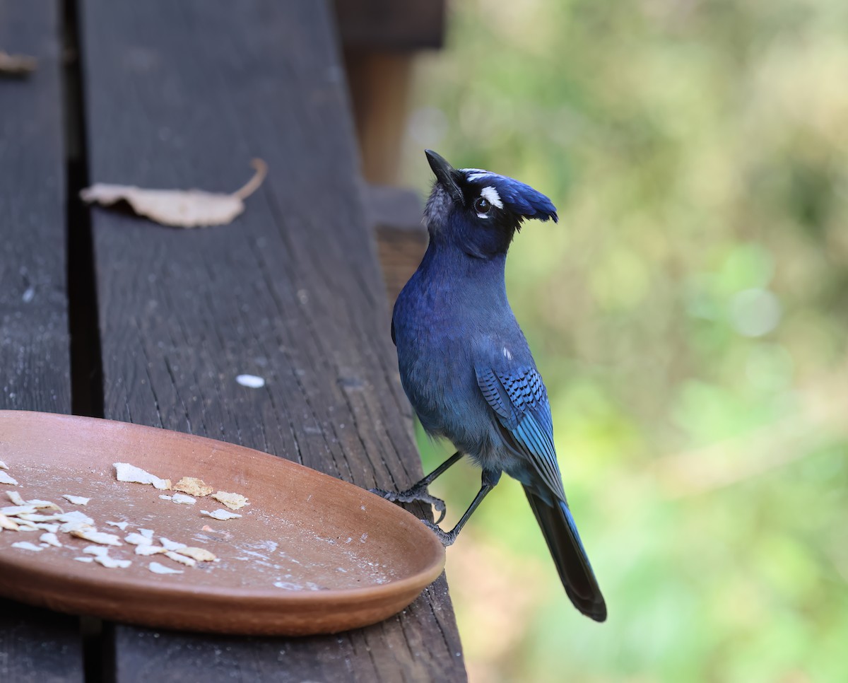 Steller's Jay - ML656340658