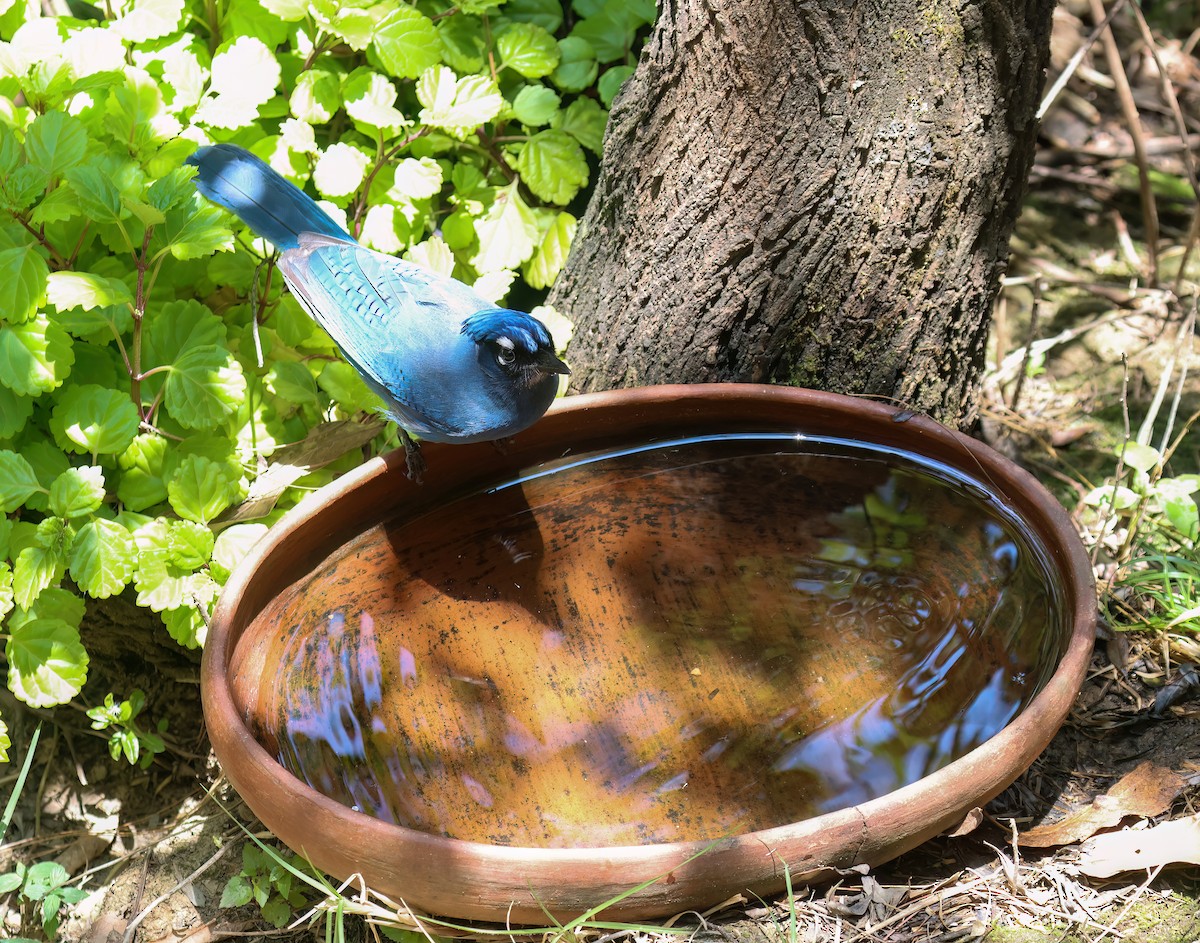 Steller's Jay - ML656340659