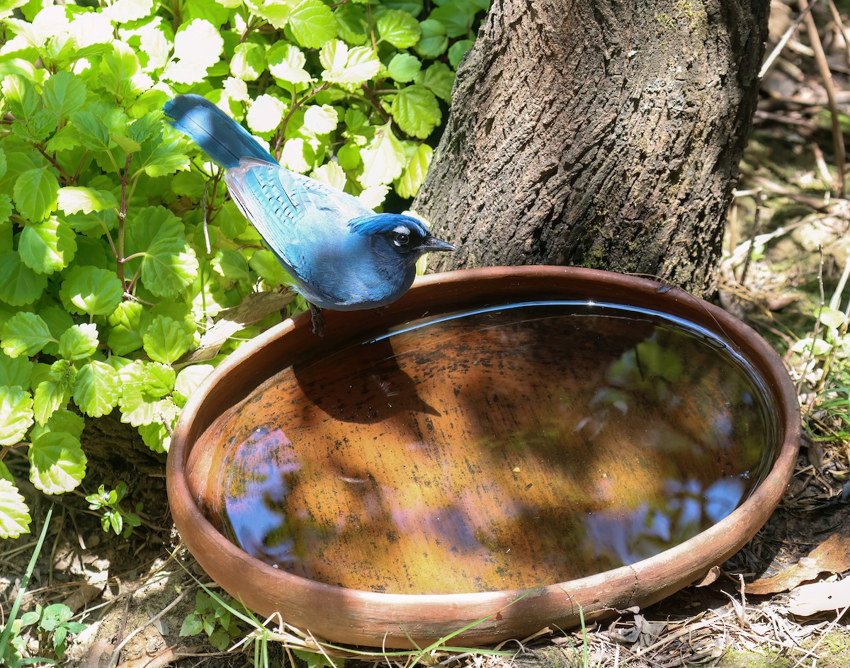 Steller's Jay - ML656340660