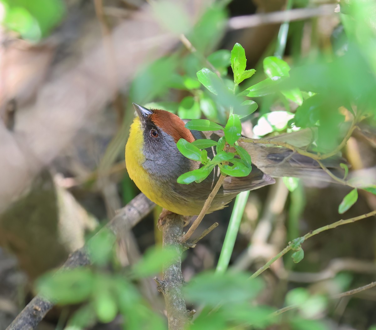 Rufous-capped Brushfinch - ML656340851