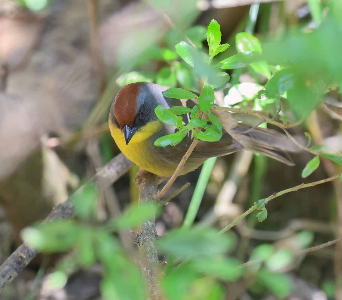 Rufous-capped Brushfinch - ML656340852