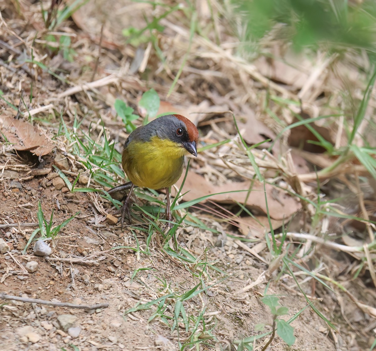 Rufous-capped Brushfinch - ML656340853