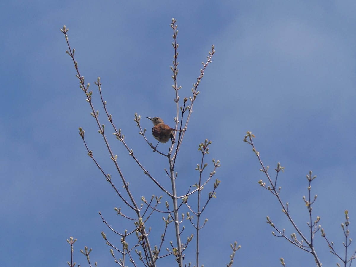 Brown Thrasher - ML656342233
