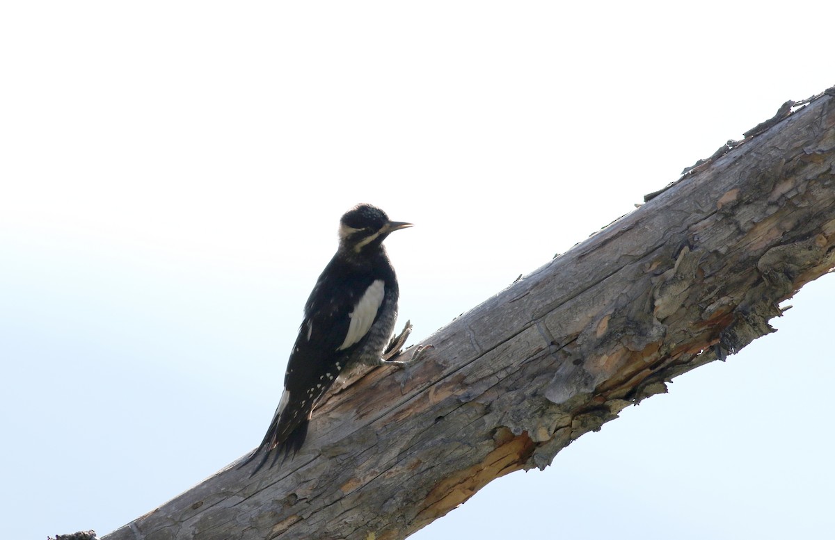 Williamson's Sapsucker - ML65634241