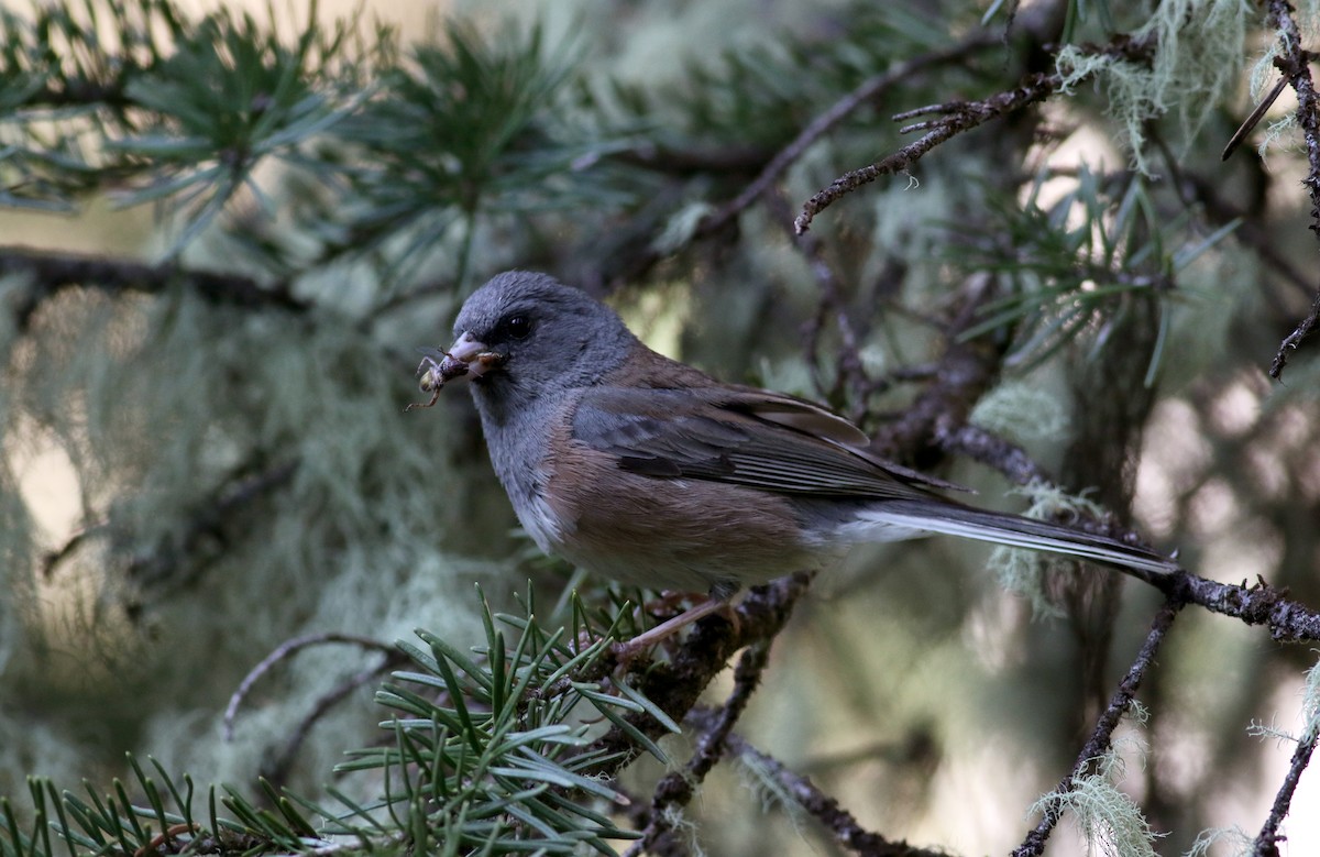 Dark-eyed Junco (Pink-sided) - ML65634301