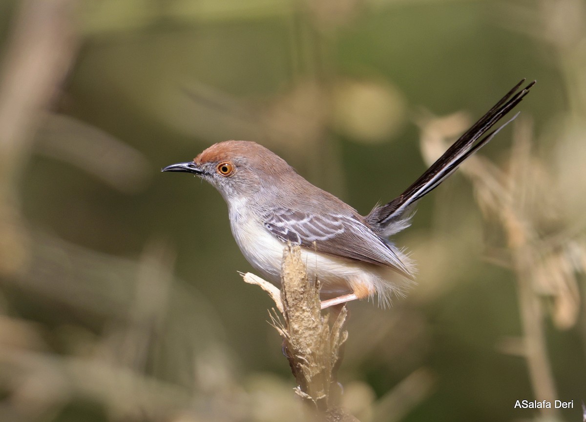 rustpanneprinia (rufifrons/smithi) - ML656343298
