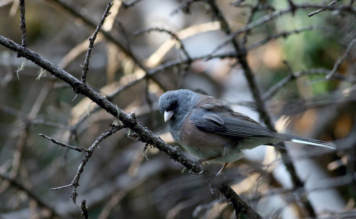 Dark-eyed Junco (Pink-sided) - ML65634361