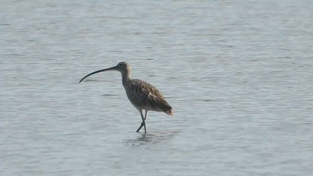 Far Eastern Curlew - ML656344282
