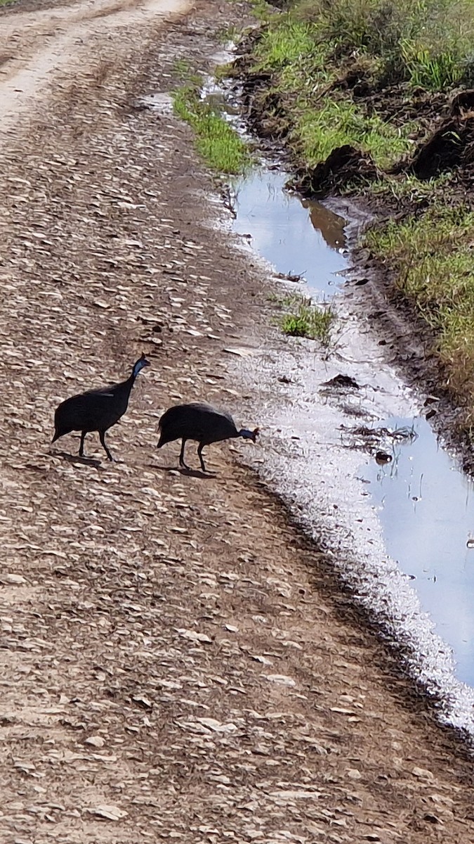 Helmeted Guineafowl - ML656344293