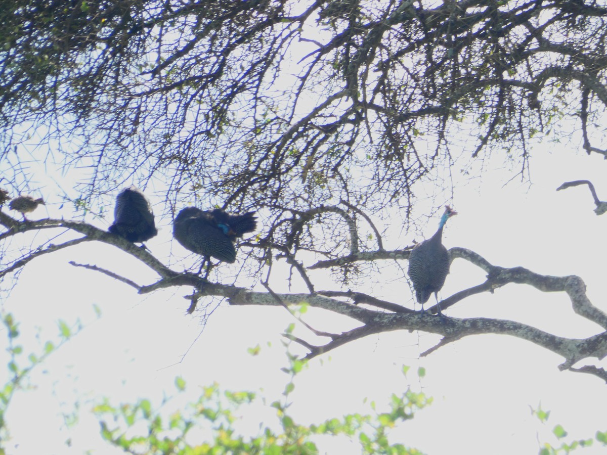 Helmeted Guineafowl - ML656344294