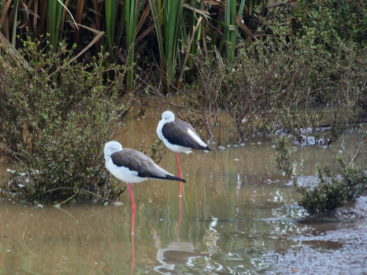 Black-winged Stilt - ML656344355