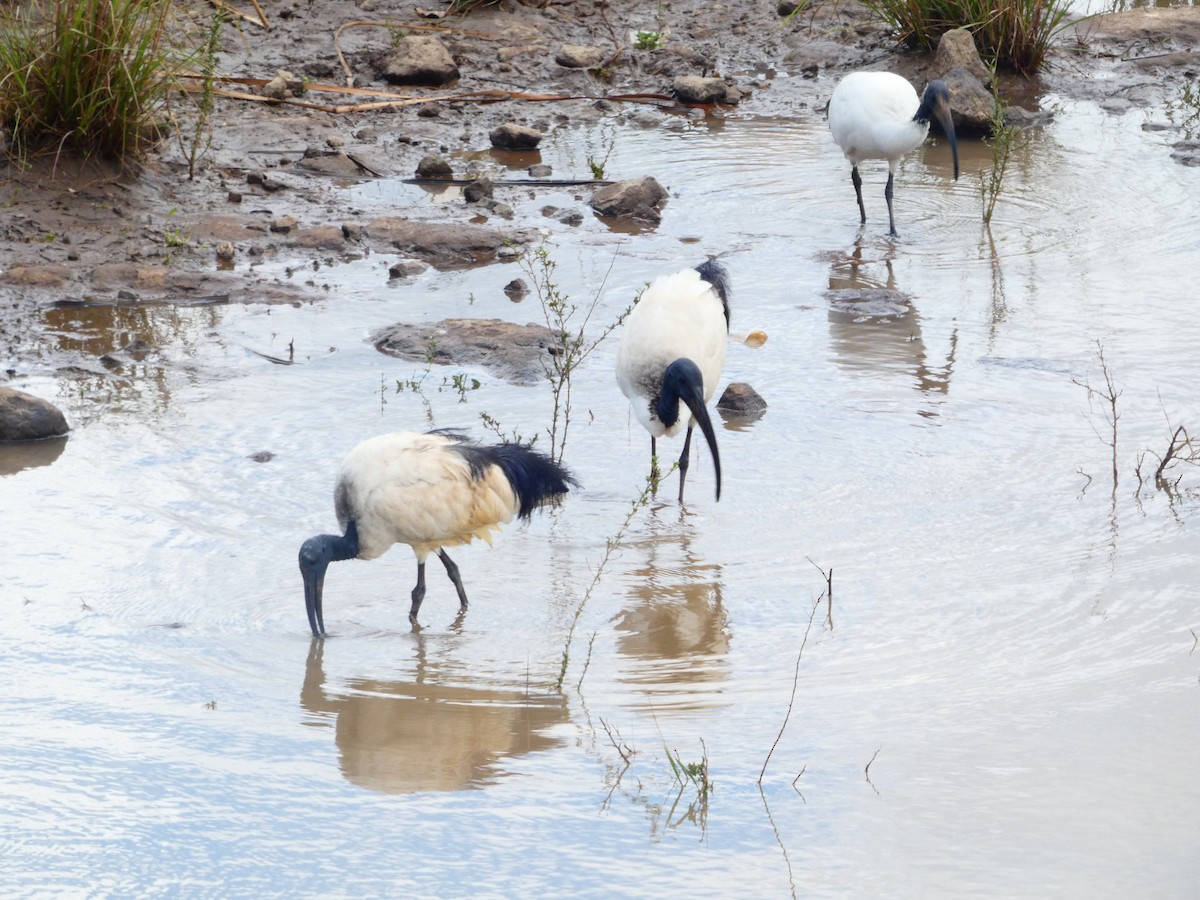 African Sacred Ibis - ML656344384