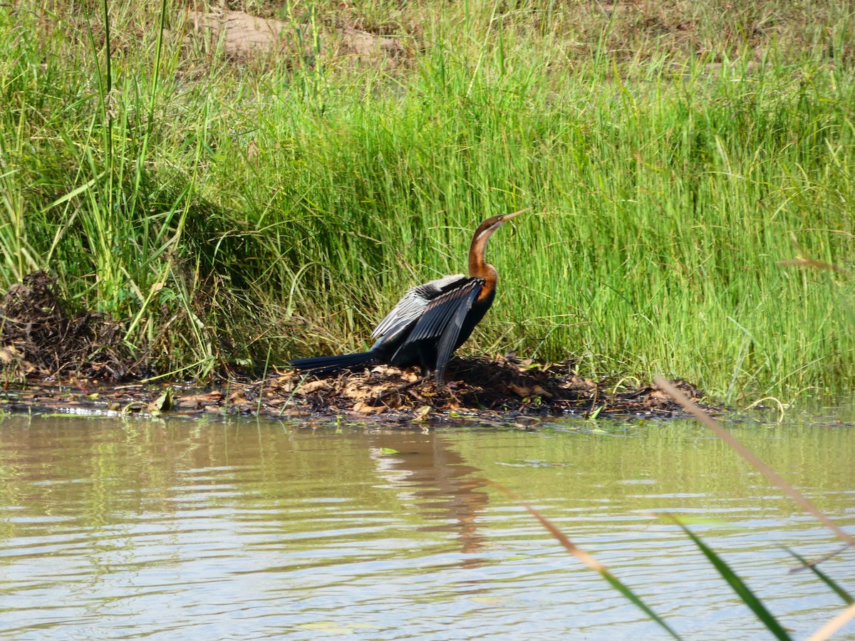 Purple Heron - ML656344401