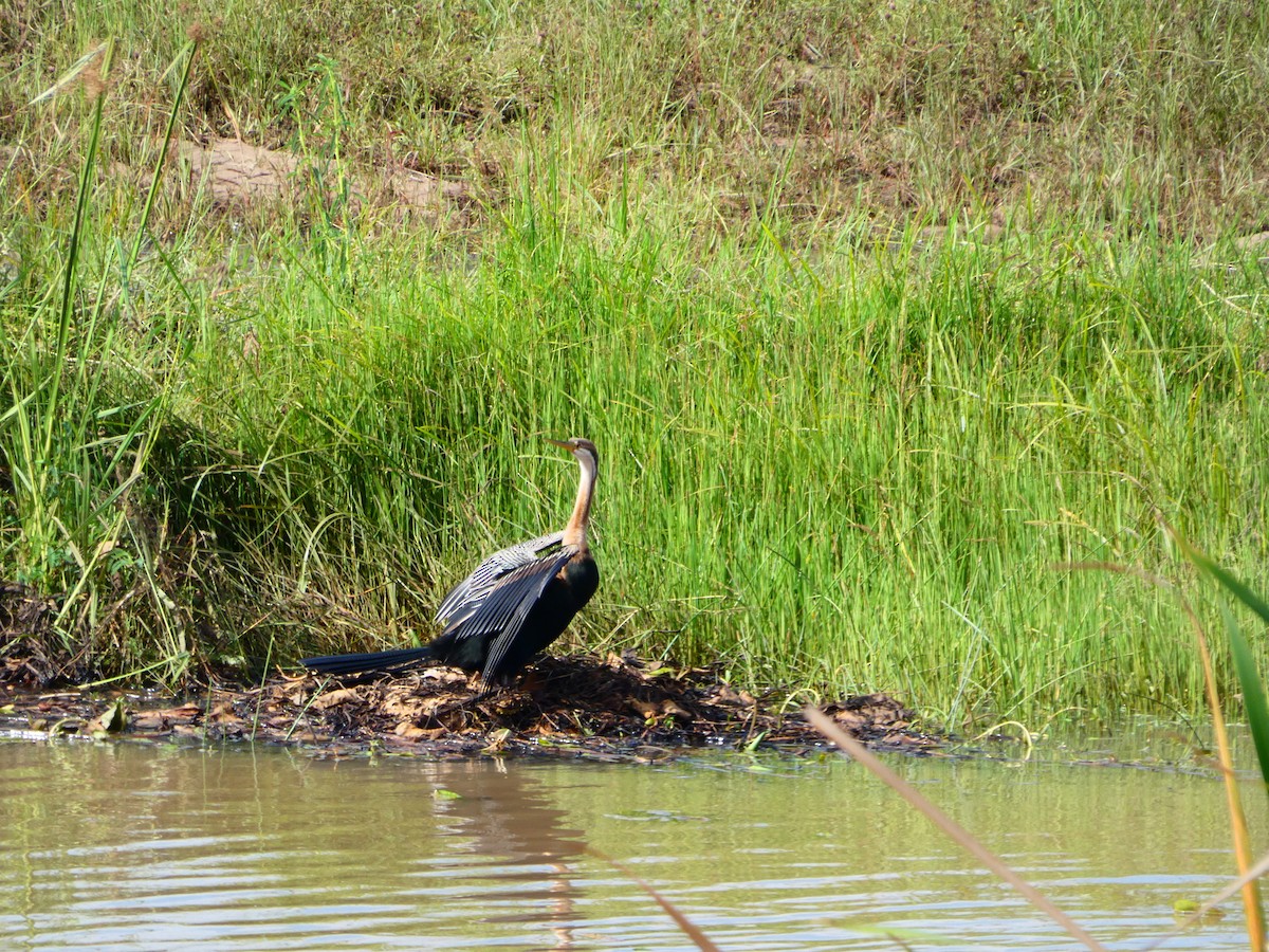 Purple Heron - ML656344402