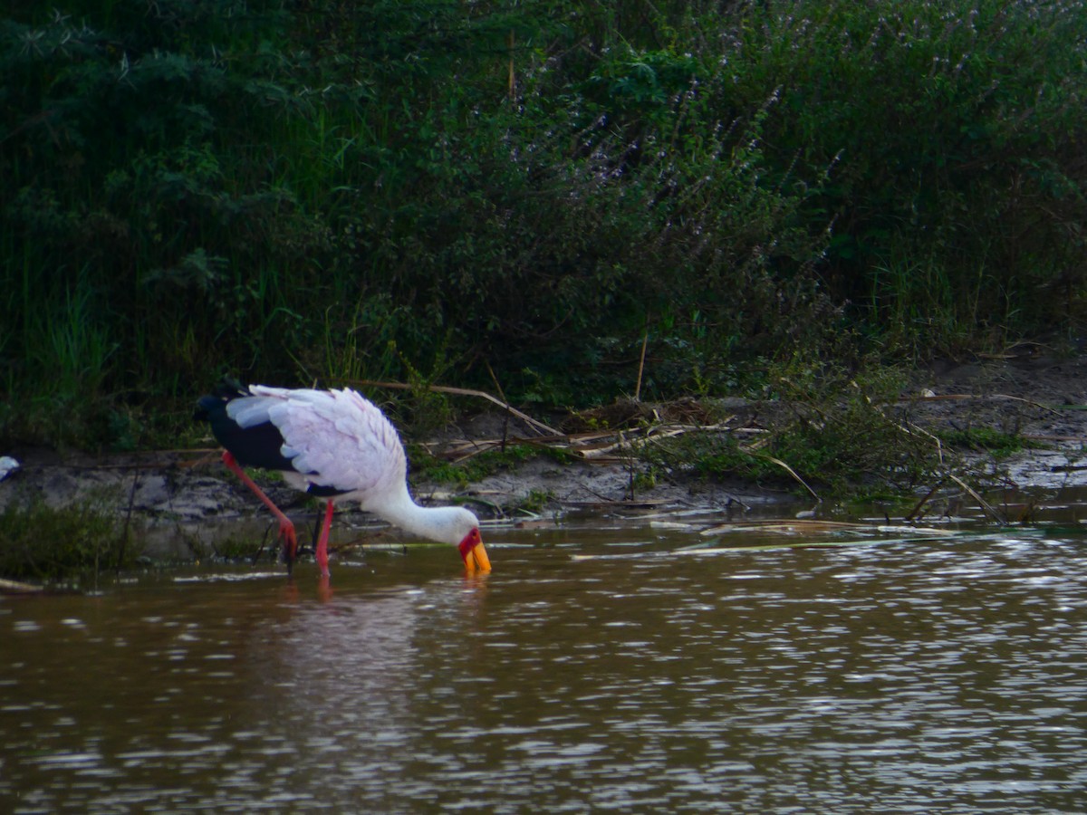 Yellow-billed Stork - ML656344458