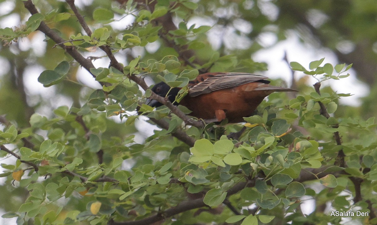 kastanjevever (rubiginosus) - ML656344523
