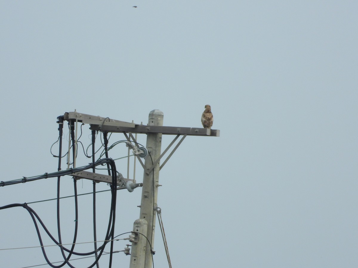 Eastern Buzzard - ML656344581