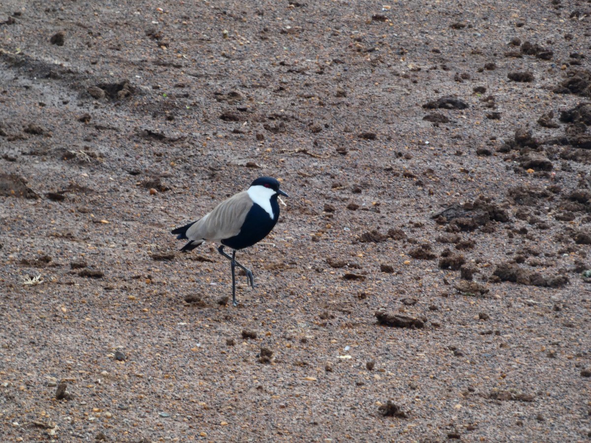 Spur-winged Lapwing - ML656344792