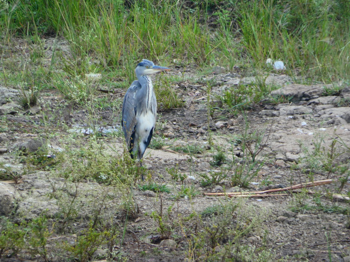 Gray Heron - ML656344842