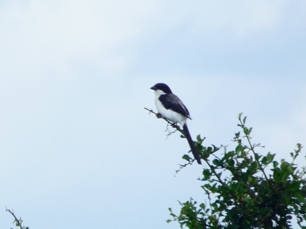 Long-tailed Fiscal - ML656344864