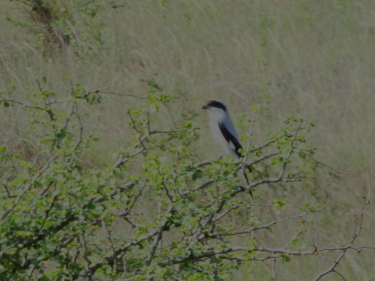 Lesser Gray Shrike - ML656344883