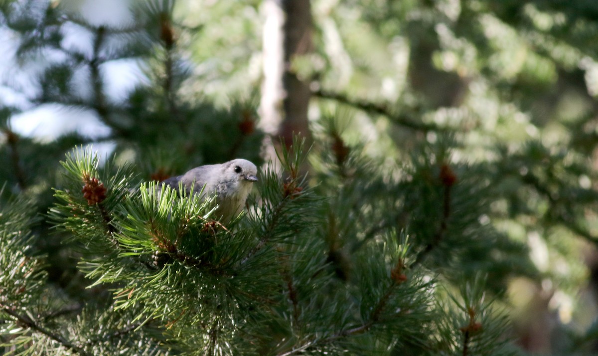 Canada Jay (Rocky Mts.) - ML65634511