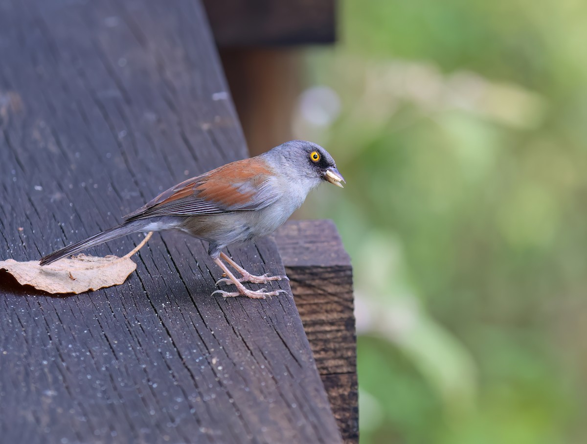 Yellow-eyed Junco - ML656345351