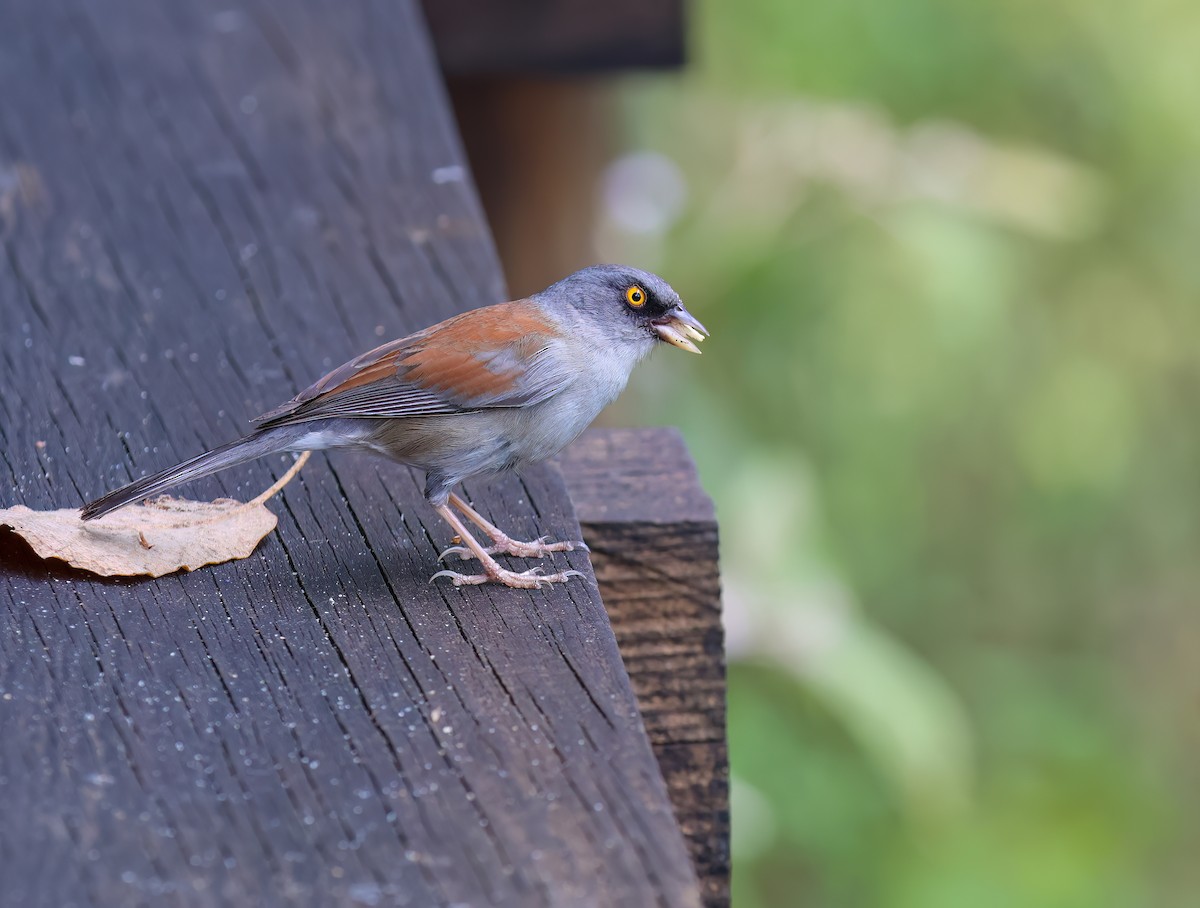 Yellow-eyed Junco - ML656345353