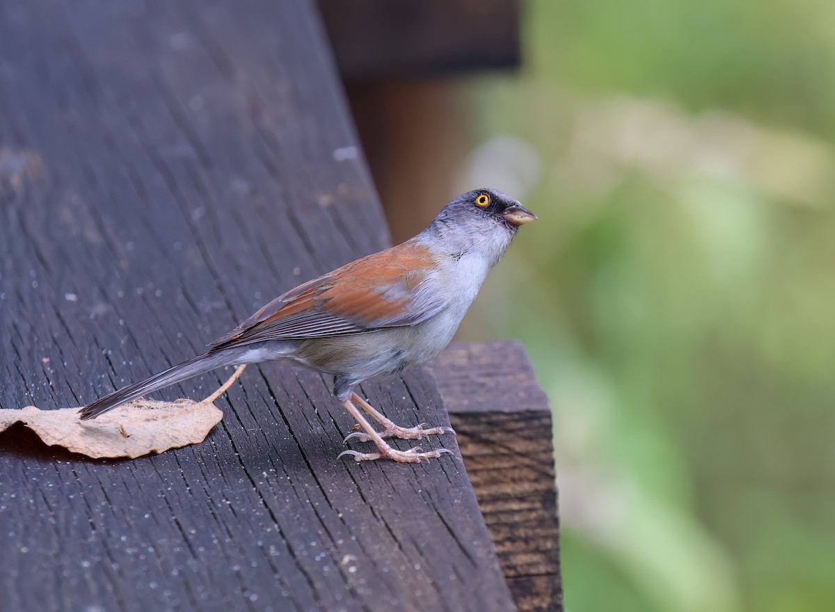 Yellow-eyed Junco - ML656345354