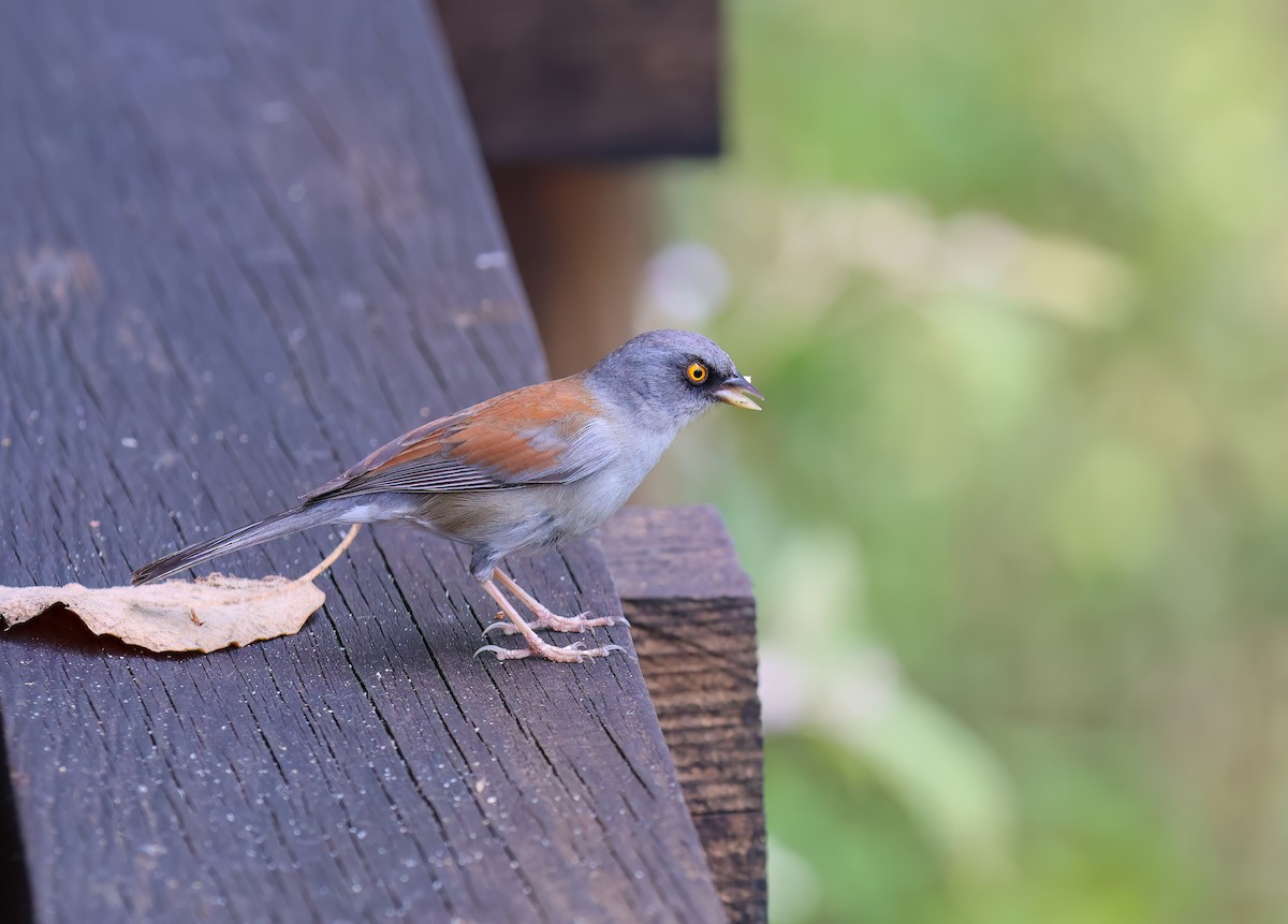 Yellow-eyed Junco - ML656345355