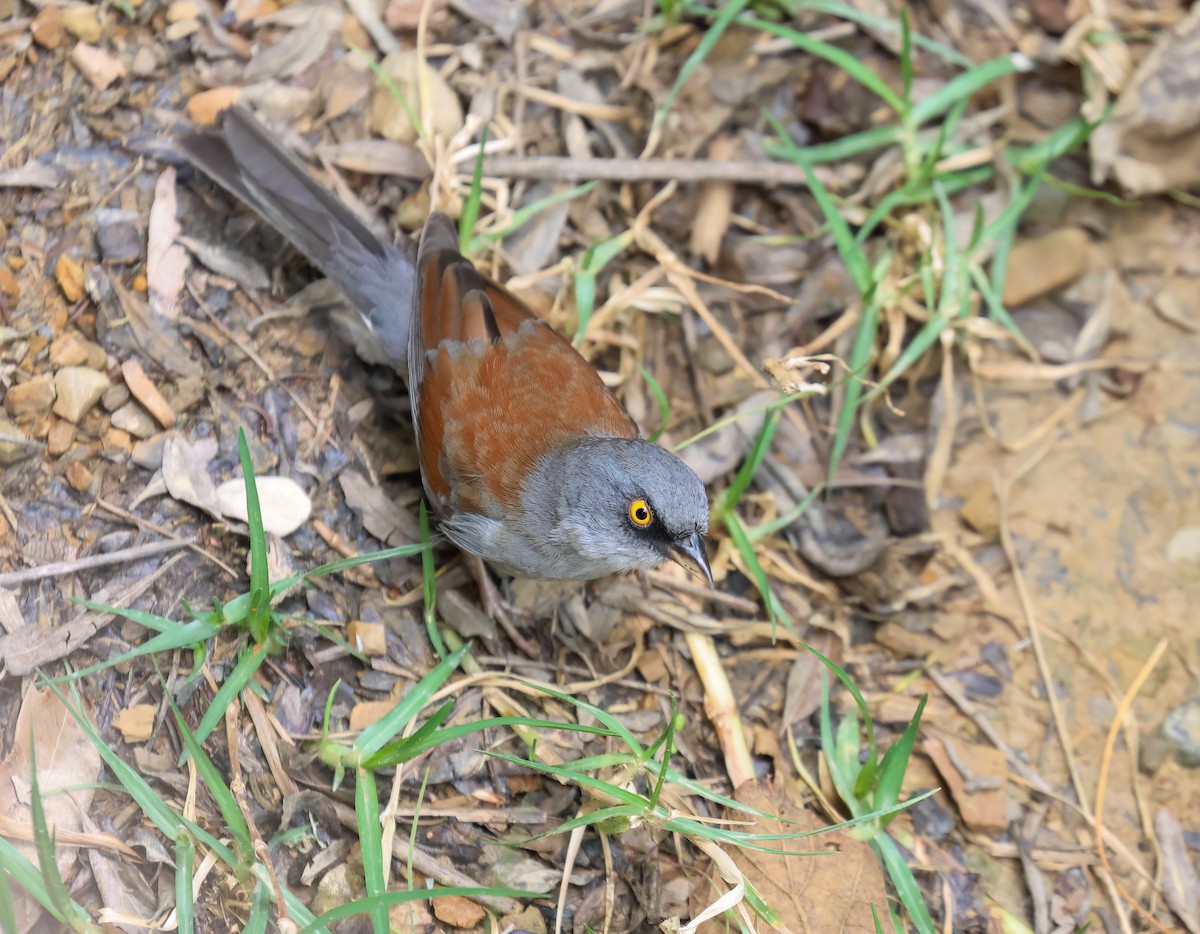 Yellow-eyed Junco - ML656345356