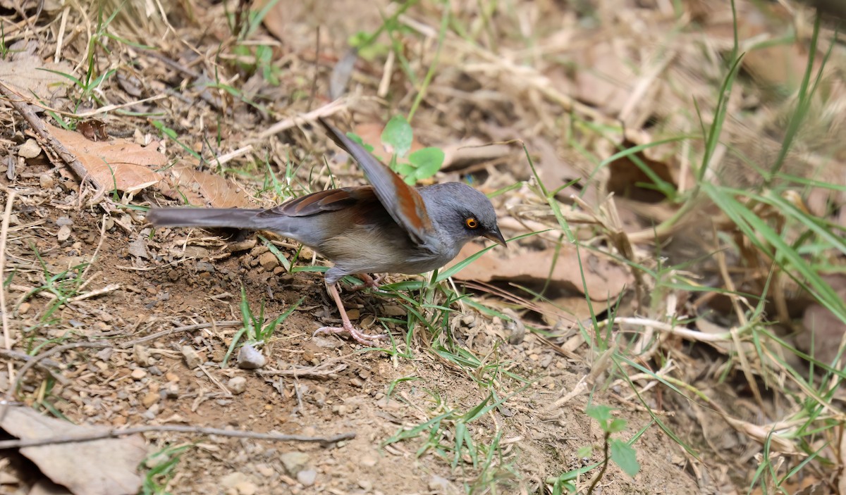 Yellow-eyed Junco - ML656345357