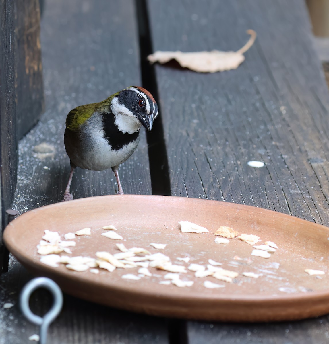 Collared Towhee - ML656345484