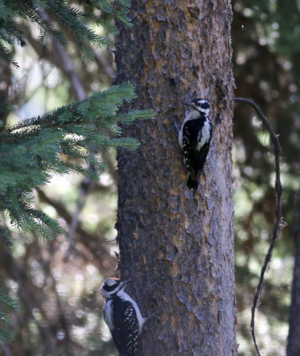 Hairy Woodpecker (Rocky Mts.) - Jay McGowan