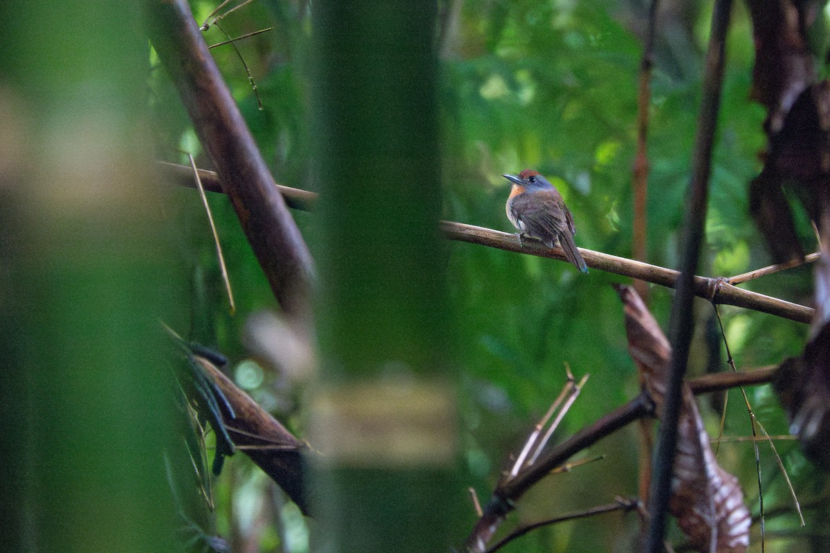 Rufous-capped Nunlet - ML656349550