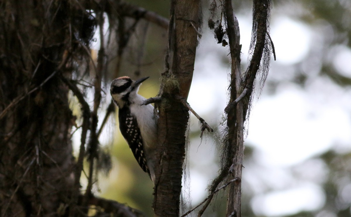 Hairy Woodpecker (Rocky Mts.) - ML65635071