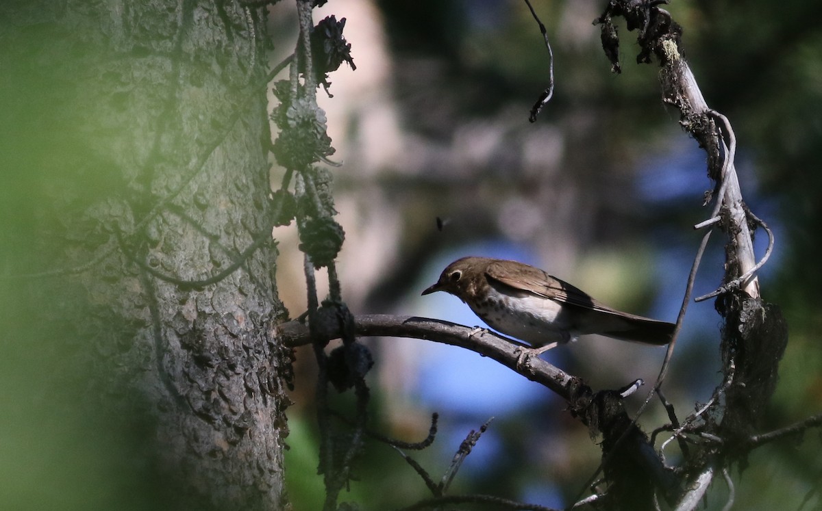 Swainson's Thrush (Olive-backed) - ML65635151