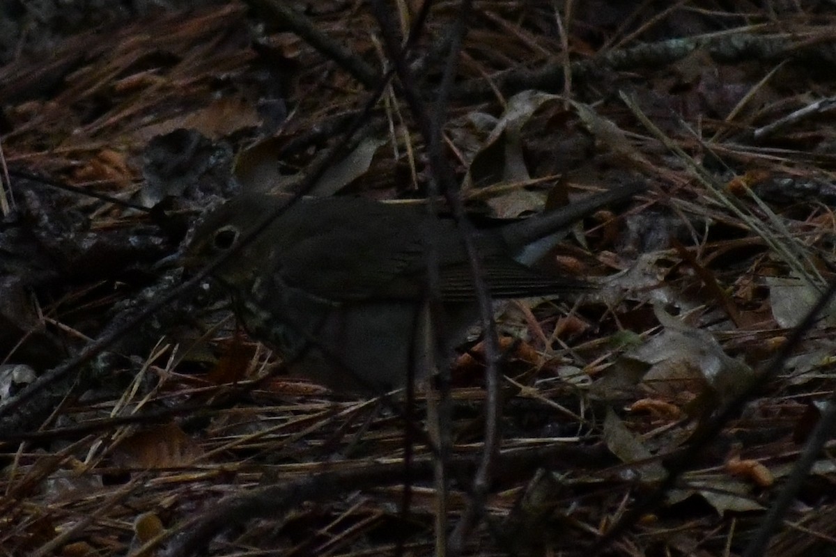 Swainson's Thrush (Olive-backed) - ML656352295